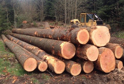 Lot de 5 Grumes de Bois 50 cm de Diamètre, 4 m de Longueur